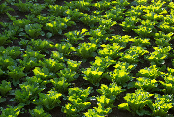 chinese cabbage in growth at field