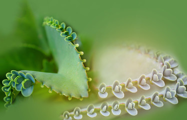 Naklejka premium Abstract soft blurred and soft focus the surface texture of green leaves of Kalanchoe pinnata,Bryophyllum pinnatum, Crassulaceae,plant with the beam light, and lens flare effect tone.