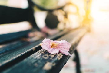 Pink flower on the bench in public park with warm light sunset.