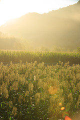 rural scene with sorghum and maize crop farm at the foot of mountain