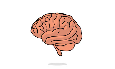 Vector Brain Illustration isolated on white