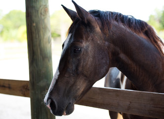 horse profile