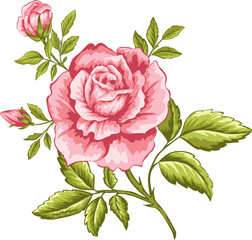 Vector illustration of pink rose for design