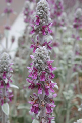 Purple fuzzy flowers
