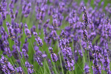 Lavender fields macro