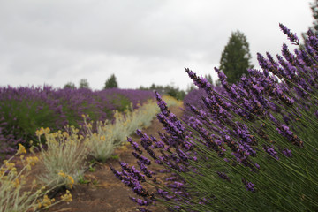 Fototapeta premium Lavender field scene