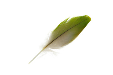 feather on white background 