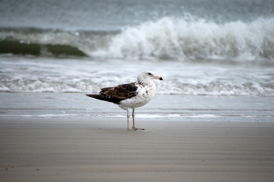 gaivota na areia da praia