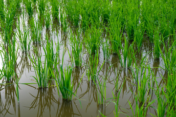 Obraz premium Rice Sprout in Rice field.Rice seedlings green background