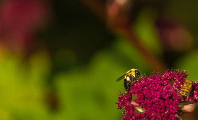 A Busy Bee