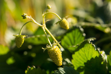 Blonde Strawberries