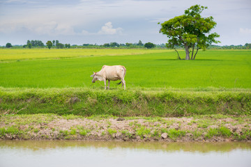 Obraz premium Cow eating grass or rice straw in rice field with blue sky, rural background.