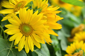 Fototapeta premium ひまわり