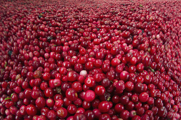 lot of red bilberry stock for the winter