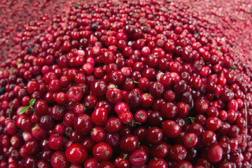lot of red bilberry stock for the winter