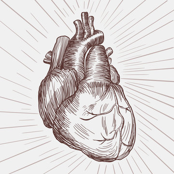 Retro styled drawing of human heart
