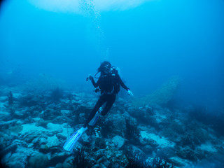 Naklejka na ściany i meble Woman scuba diver under blue water with school of snapper fish