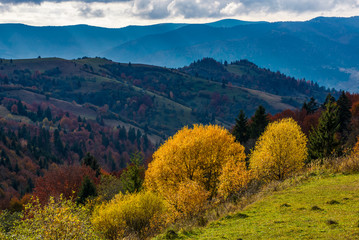 yellow trees on the edge of a hillside. clouds over the mountain ridge and hills with forest in autumn