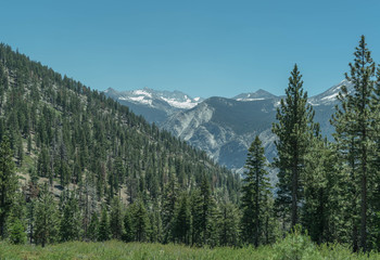 Spots of snow on the mountains and a mountain side covered in pine trees, in Kings Canyon National Park