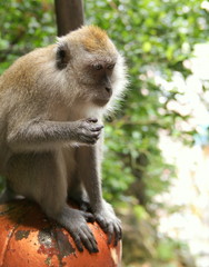 バツー洞窟　猿