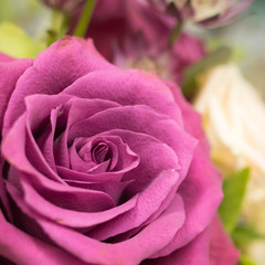 pink rose closeup on a background of foliage