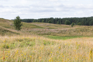 Russian field with hills by the forest