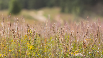summer background of flowering plants in the field