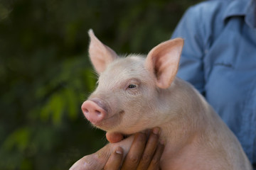 Livestock holding small piglet in local farm in Thailand, Pig outdoor portrait in the garden with blur background. Close up eye. © krumanop