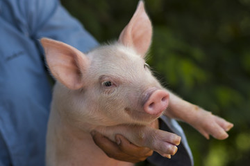Livestock holding small piglet in local farm in Thailand, Pig outdoor portrait in the garden with blur background. Close up eye. © krumanop