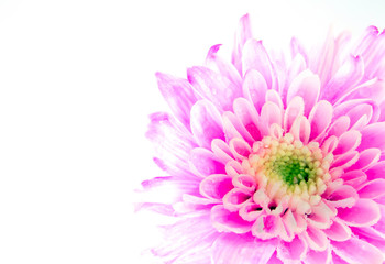 Close up Pink chrysanthemum flower on white background