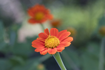 Orange flower or Zinnia elegans in the garden on blur background. Flowers are planted on the fence. Close up and blur.