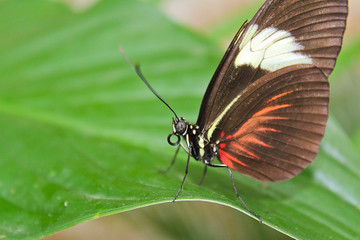 Big black and red butterfly on green leaf, front view