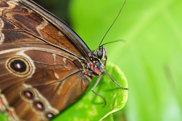 Big brown butterfly on edge of green leaef