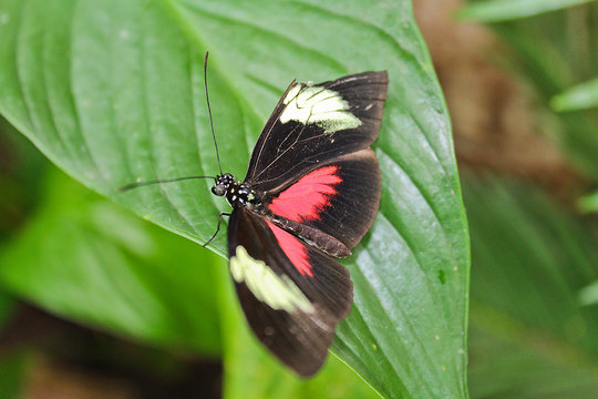 Big black and red butterfly on green leaf