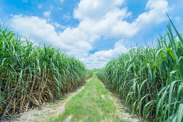 Obraz premium sugar cane in farmland with blue sky