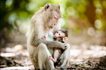 Mother monkey with a baby monkey