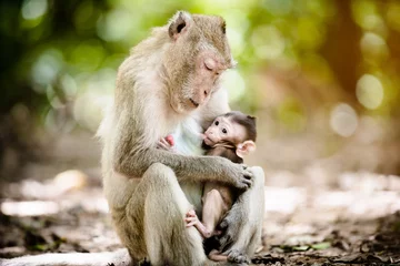 Printed kitchen splashbacks Monkey Mother monkey with a baby monkey