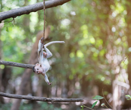Funny Baby Monkey Hanging On The Tree
