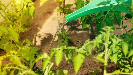 watering green tomato plants in greenhouse