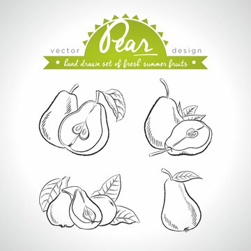 Pear. Hand drawn collection of vector sketch detailed fresh fruits. Isolated