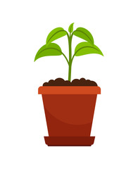 Houseplant in flower pot