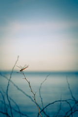 dragonfly on tree branch with sea and blue sky background