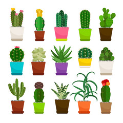 Cactus houseplants in flower pots set