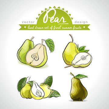 Pear. Vector hand drawn collection of sketch fresh fruits illustration. Isolated
