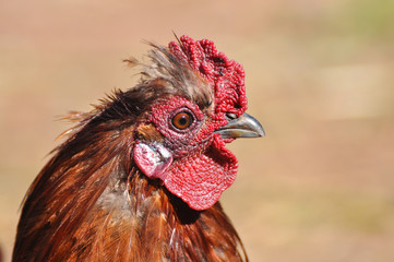 Beautiful rooster  with a red comb and a yellow beak. Isolated rooster portrait