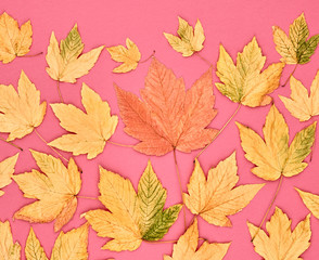 Fall Leaves Background. Autumn Fashion Design. Yellow Fall Leaves on Pink. Trendy fashion Stylish Concept. Autumn Vintage