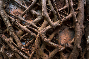 Background of branches. Redi fort (Yashwantgad Fort). India, Maharashtra.