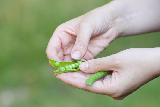 Woman hand cleaning green peas. Fresh peas in woman hand