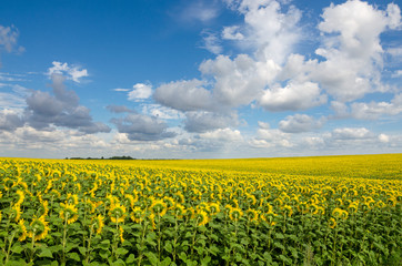 Obraz premium Sunflowers growing in agricultural field.