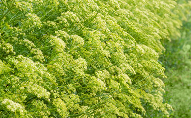 Background of the flowering parsley bush